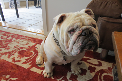 The famous bulldog Duke.