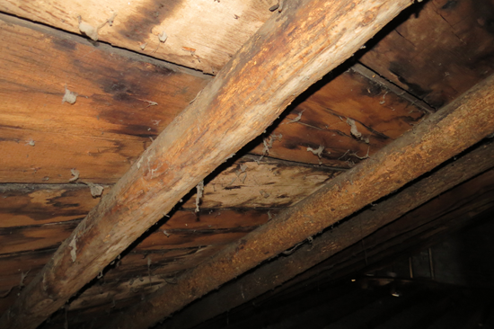 Nearly 200-year-old trees frame the Frontier House.