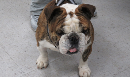 A clinic participant surveys the action at the January rabies clinic.