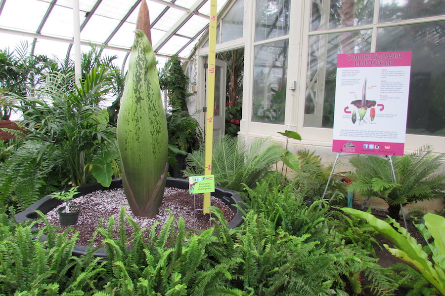 "Morty the corpse flower"