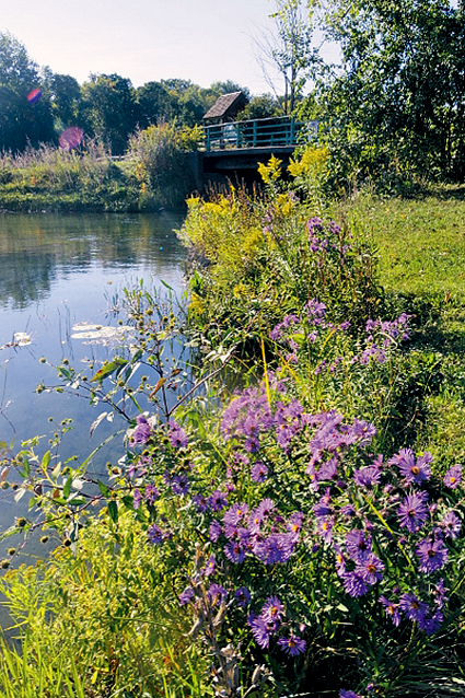 A living shoreline like this one as seen along the marsh in Buckhorn Island State Park can improve water quality on Grand Island.